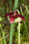 Parrot pitcherplant